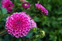 /album/a2014-vystava-exhibition/dsc4674-dahlia-jirinka-flamengo-jpg/